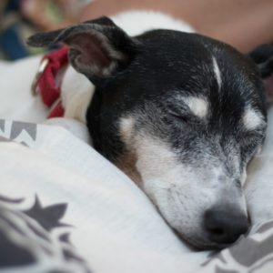 Dog Sleeping | Gainesville Pet Sitting