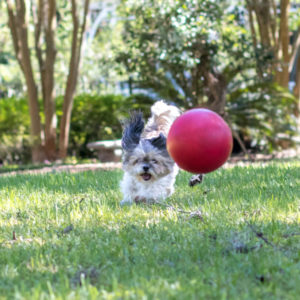 Gainesville Pet Sitters Dog Playing With Ball | Gainesville Pet Sitting